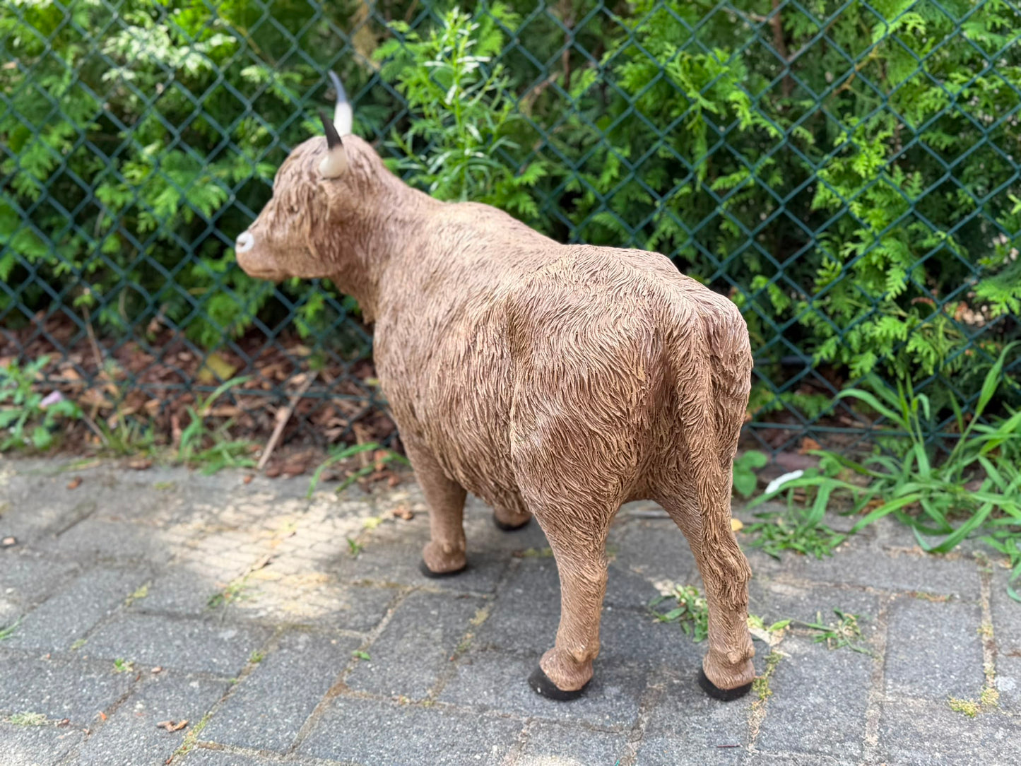 Hooglander koe met imposante hoorns (55 cm hoog)