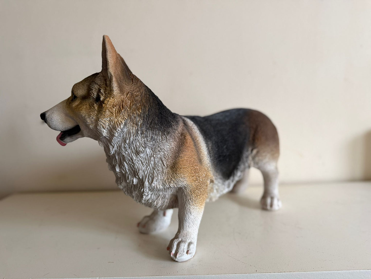 Corgi - Welsh corgi - 50cm lang - super mooi !!