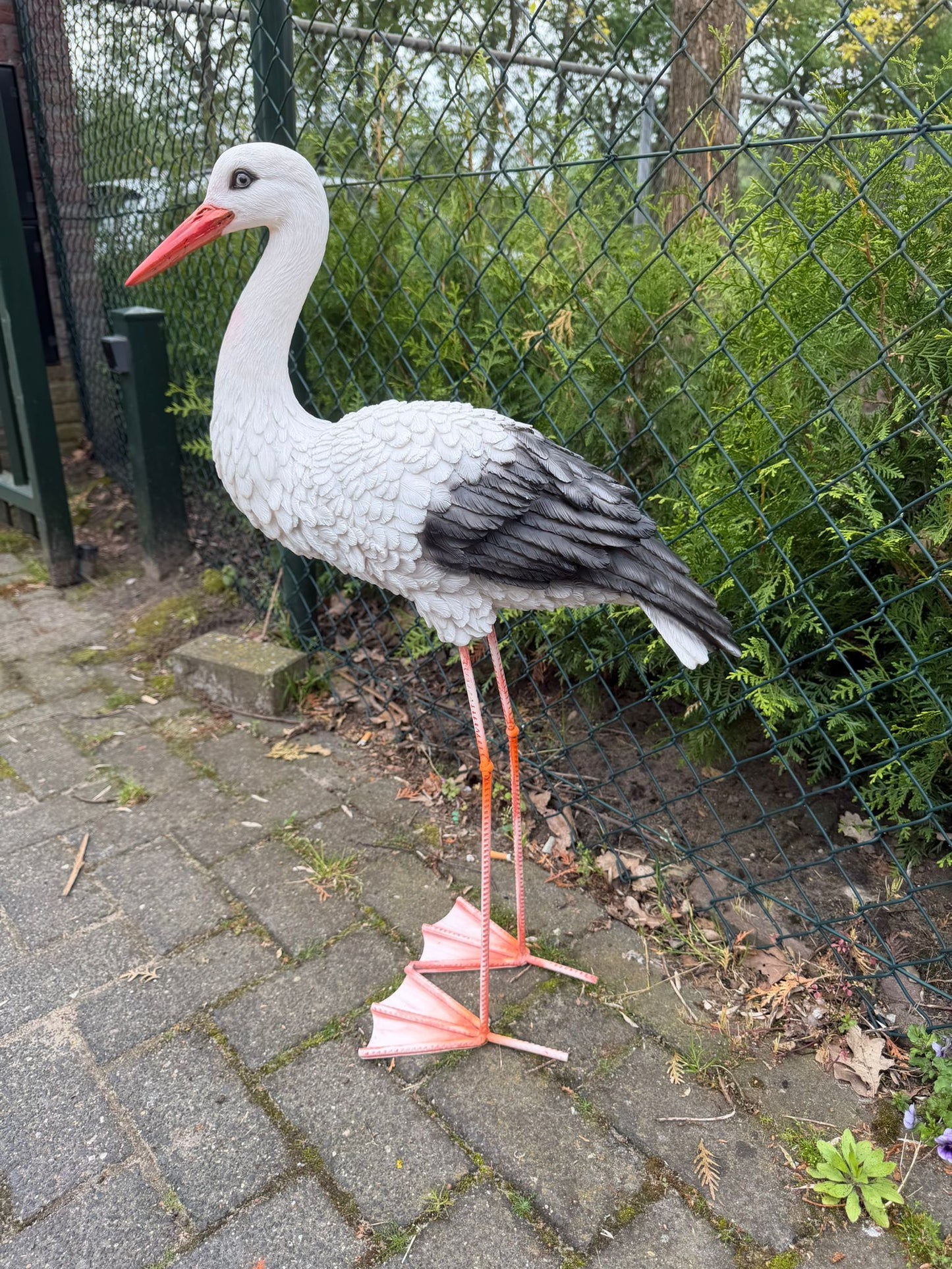 Mooie staande Ooienvaar (80cm hoog)