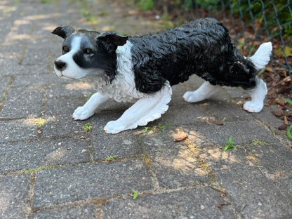 Super leuke buigende Border Collie