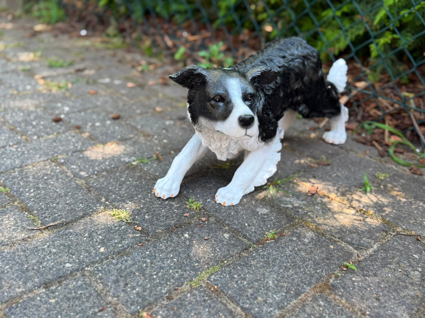 Super leuke buigende Border Collie
