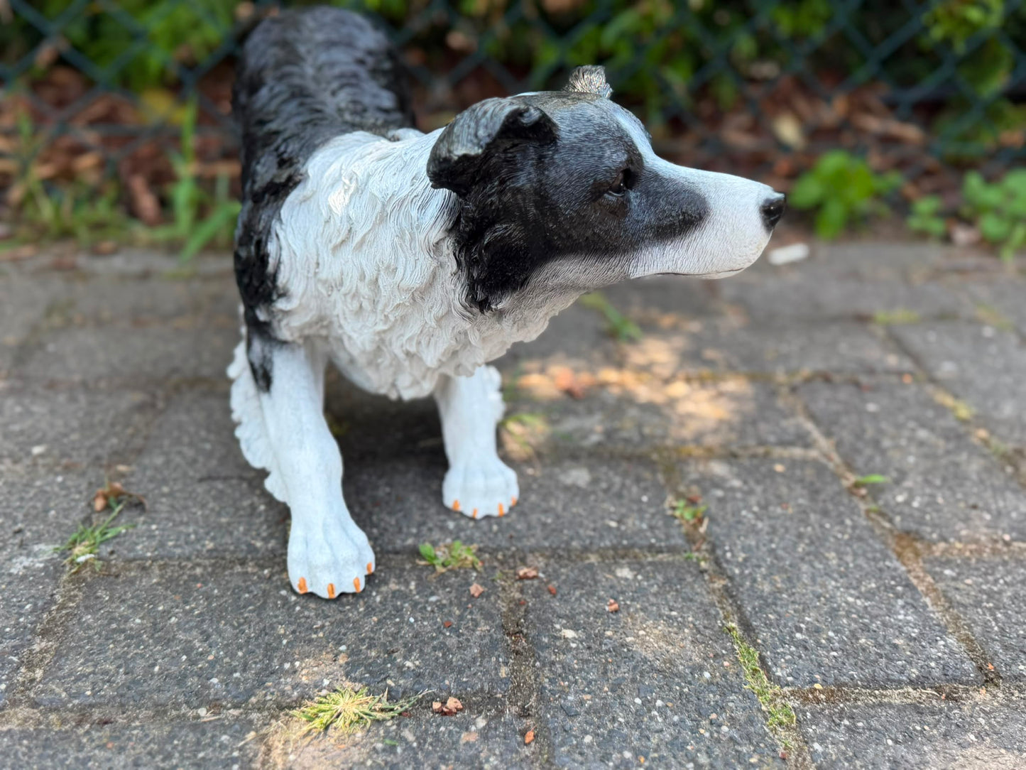 Super leuke buigende Border Collie