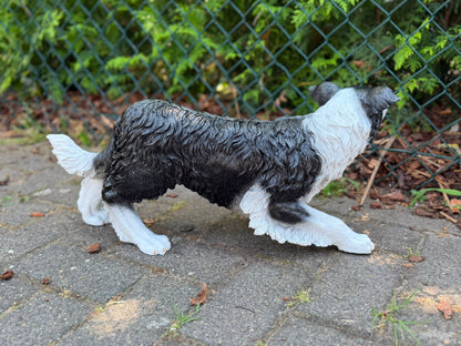 Super leuke buigende Border Collie