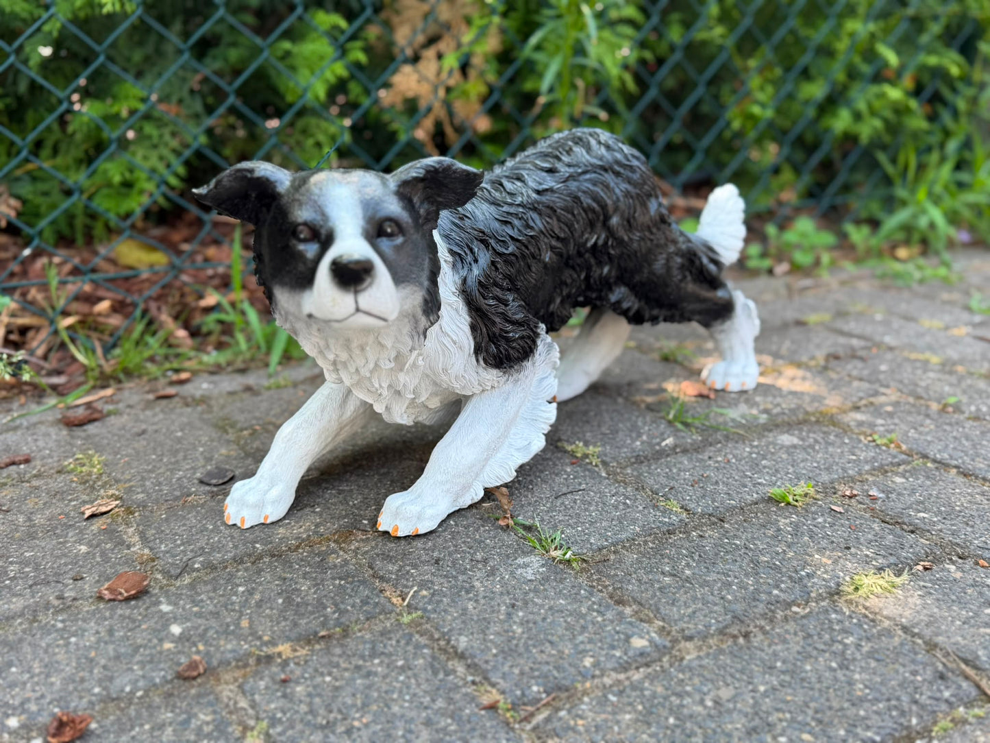 Super leuke buigende Border Collie