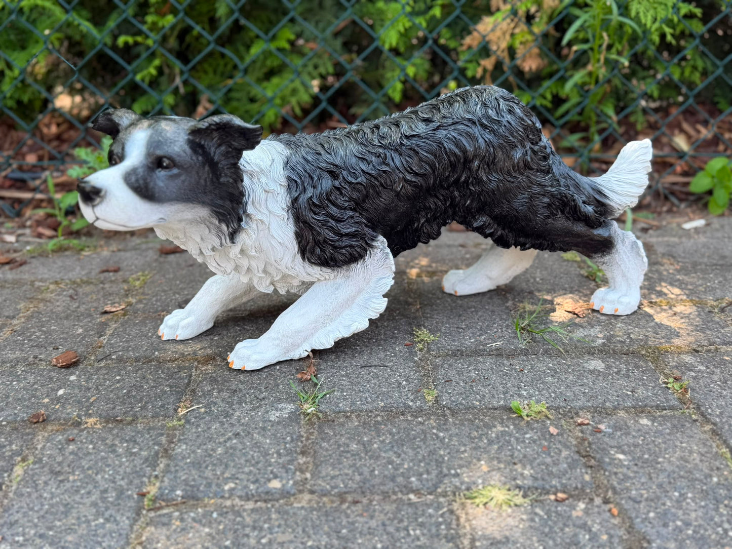 Super leuke buigende Border Collie