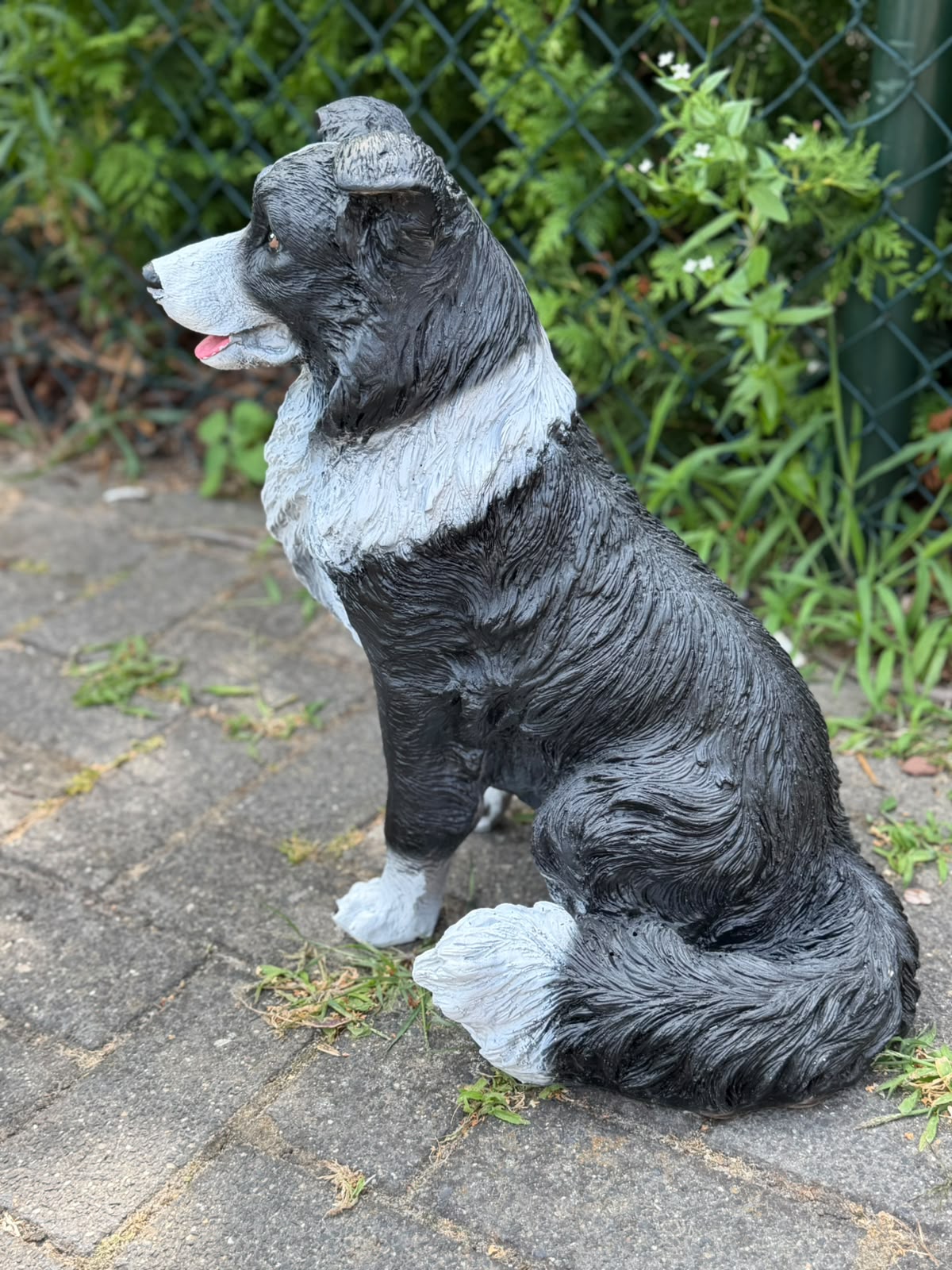 Leuke zittende Border Collie