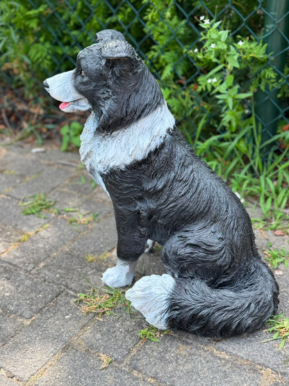 Leuke zittende Border Collie