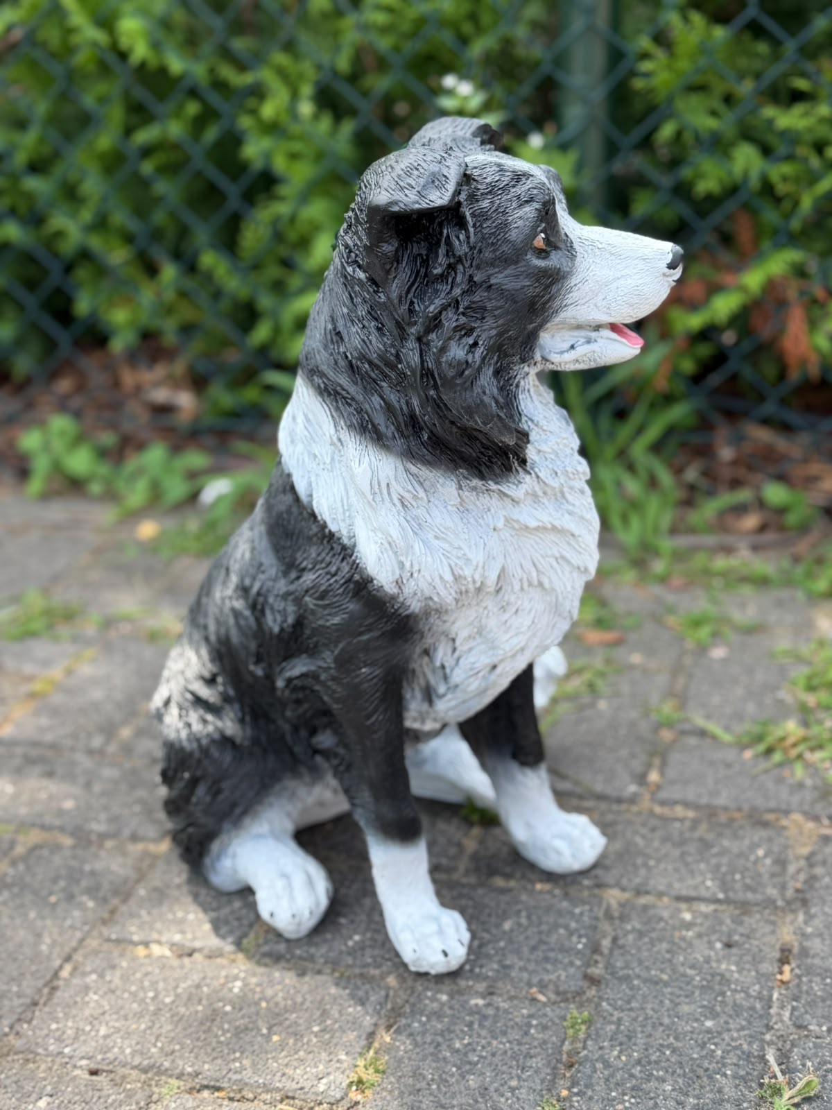 Leuke zittende Border Collie