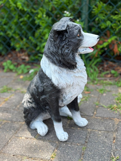 Leuke zittende Border Collie