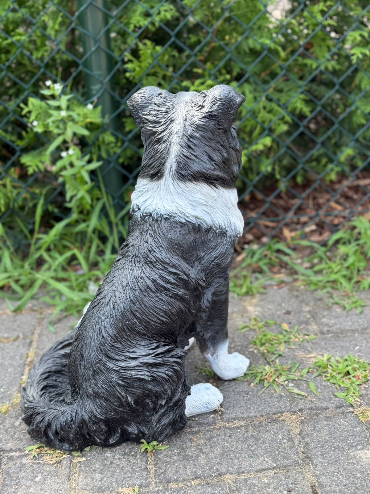 Leuke zittende Border Collie