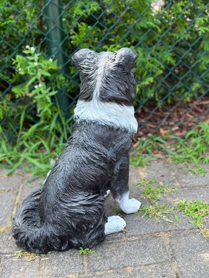 Leuke zittende Border Collie