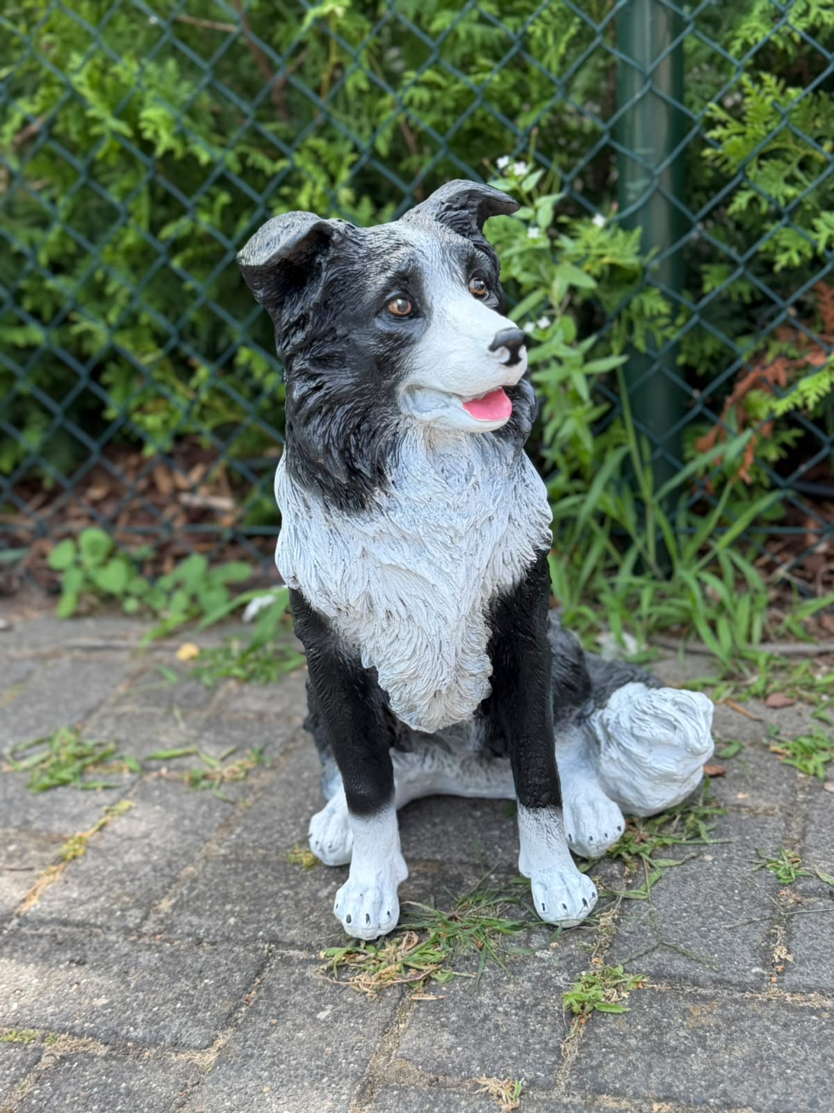 Leuke zittende Border Collie