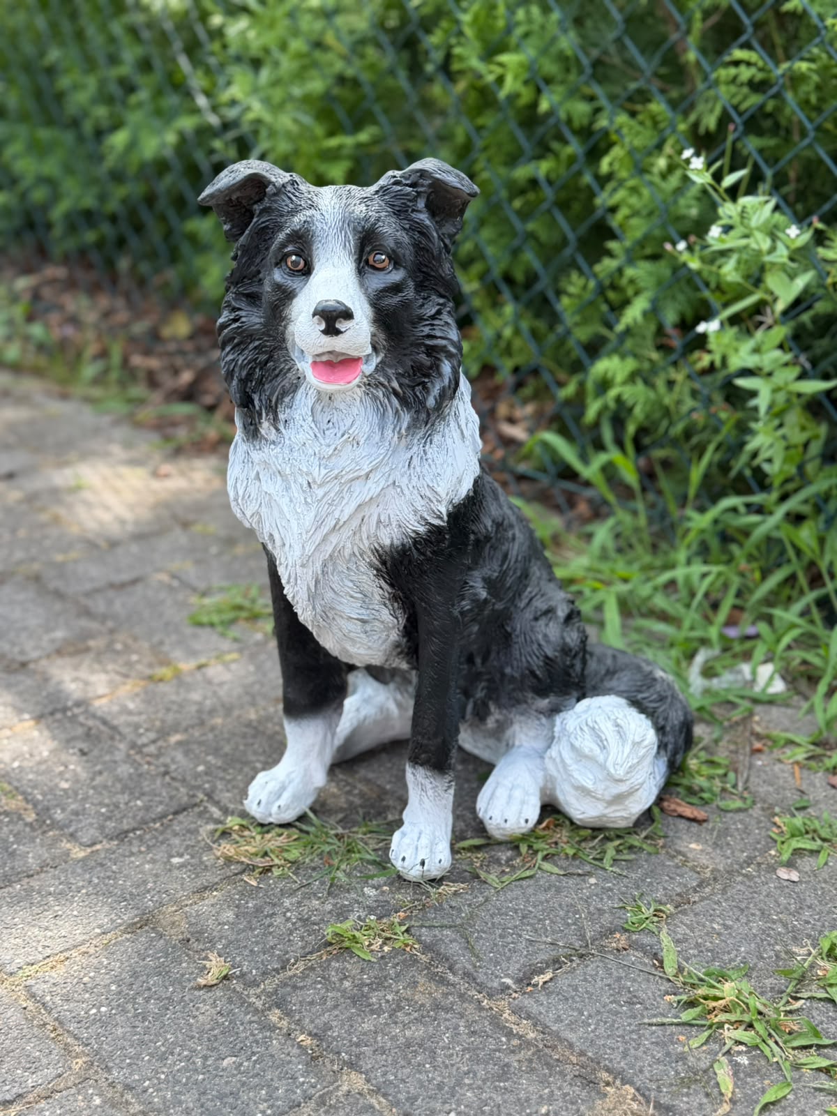 Leuke zittende Border Collie