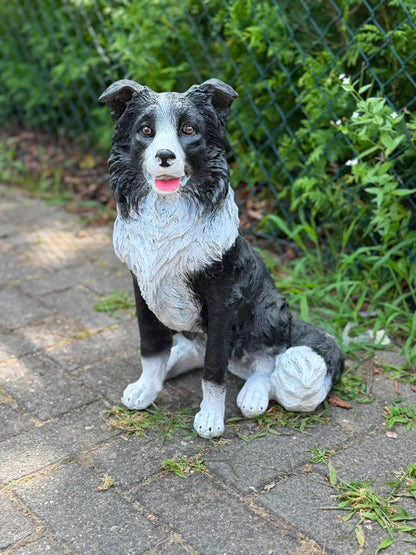 Leuke zittende Border Collie