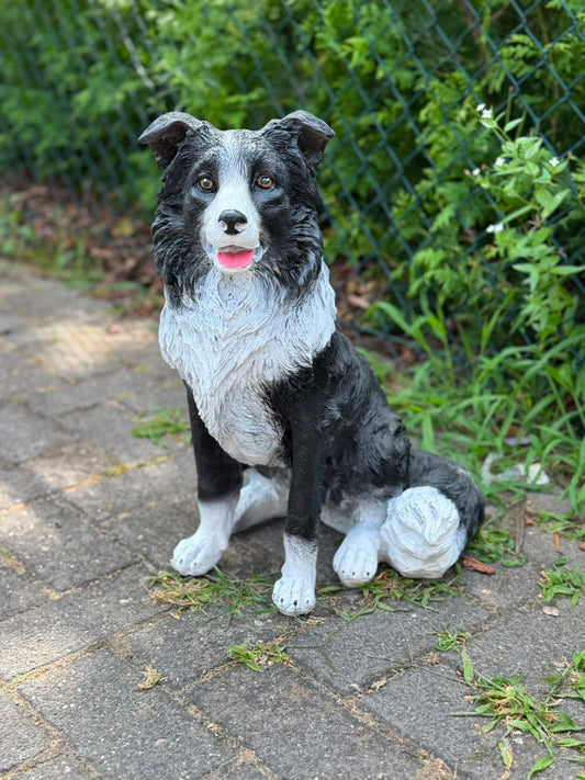 Leuke zittende Border Collie
