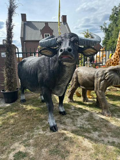 Buffel - Waterbuffel - zeer groot -