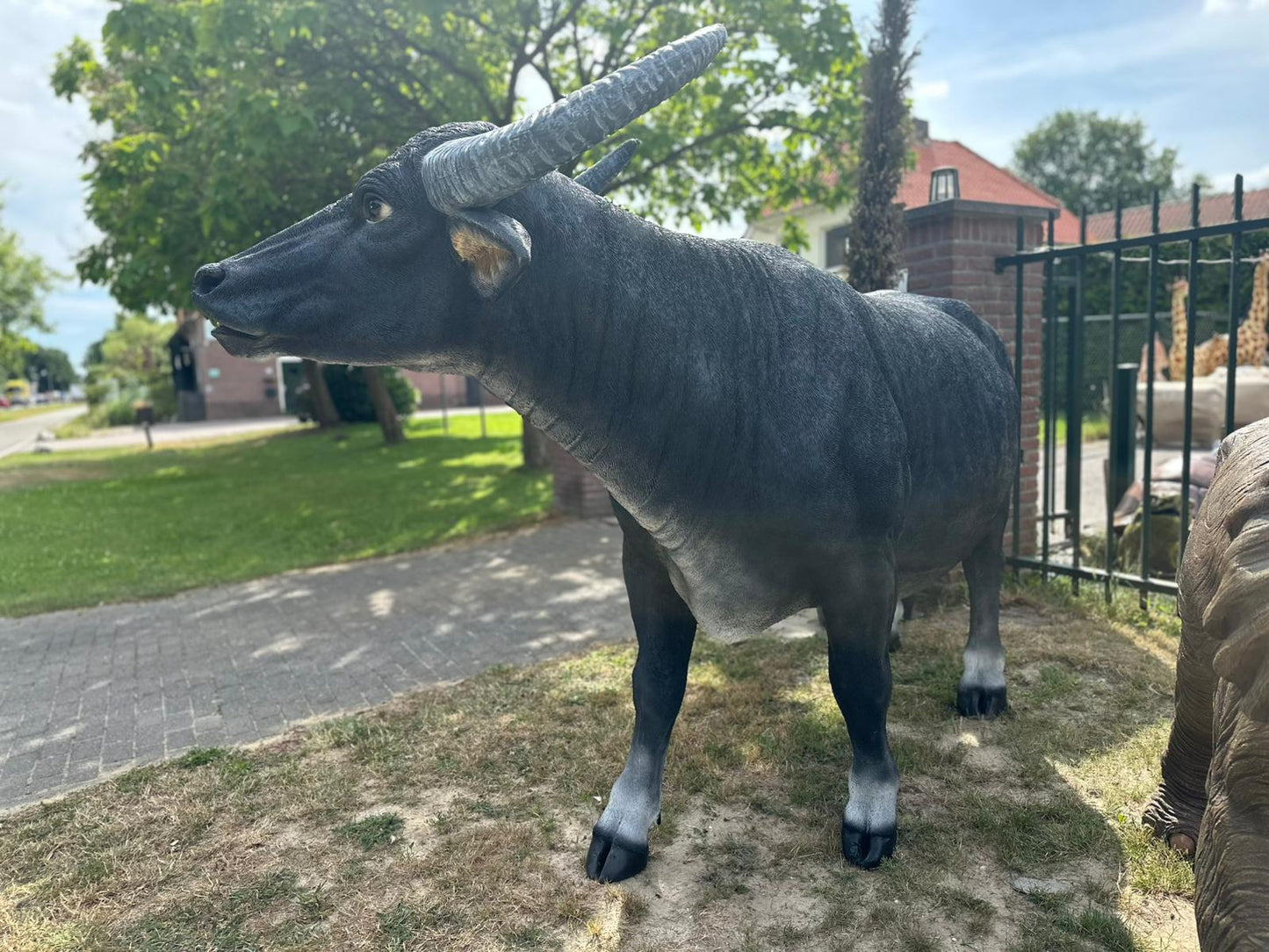 Buffel - Waterbuffel - zeer groot -
