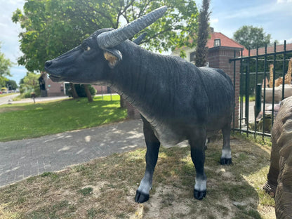 Buffel - Waterbuffel - zeer groot -