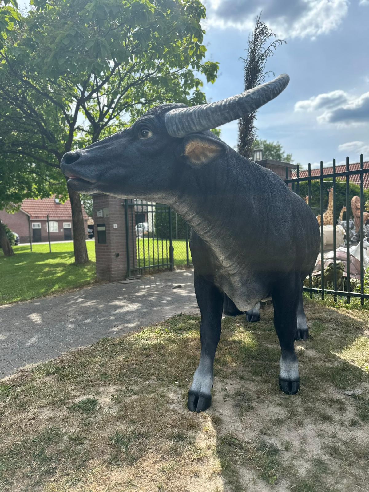 Buffel - Waterbuffel - zeer groot -