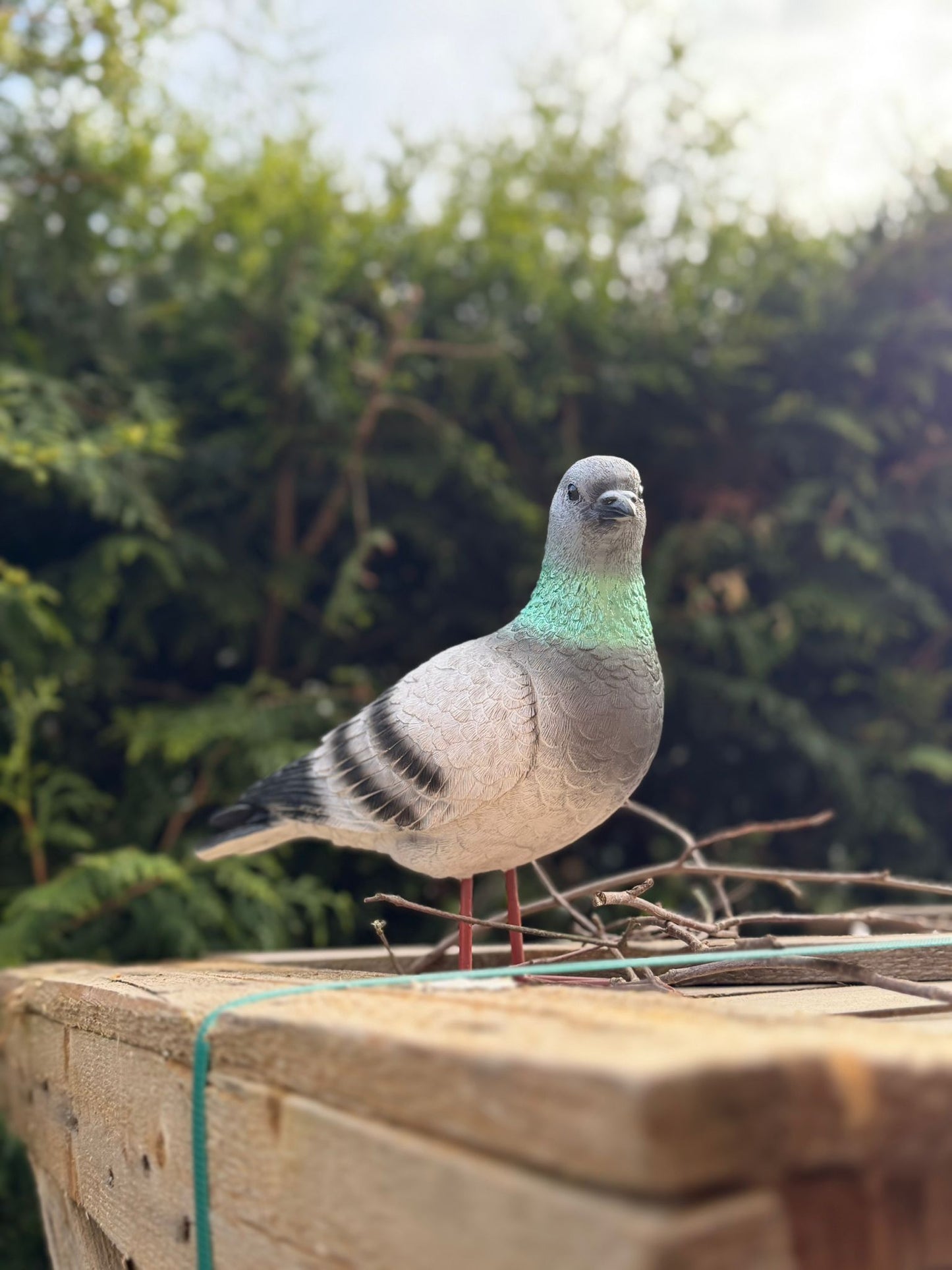 Super leuke duif