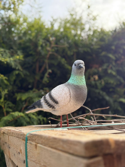 Super leuke duif