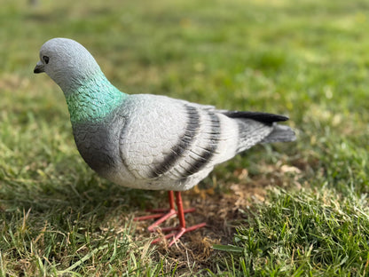 Super leuke duif