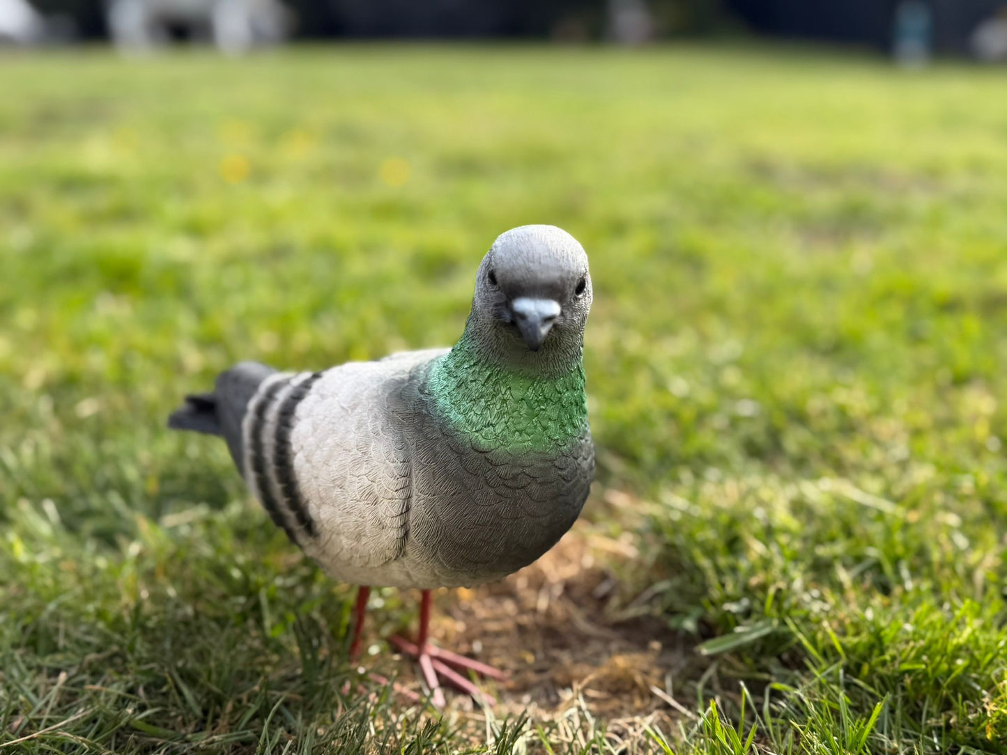 Super leuke duif