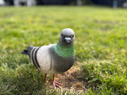 Super leuke duif