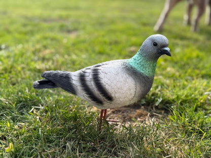 Super leuke duif