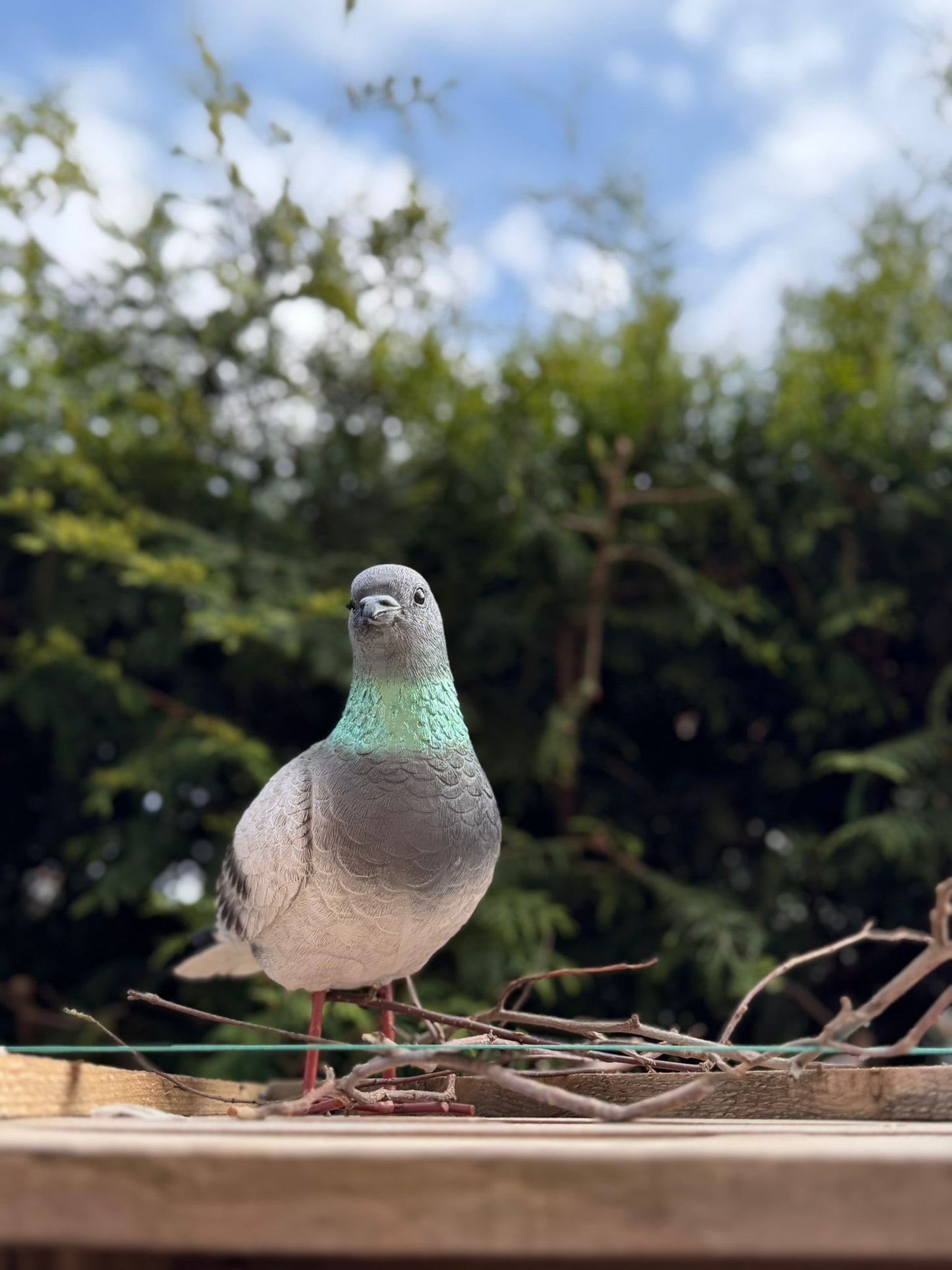 Super leuke duif