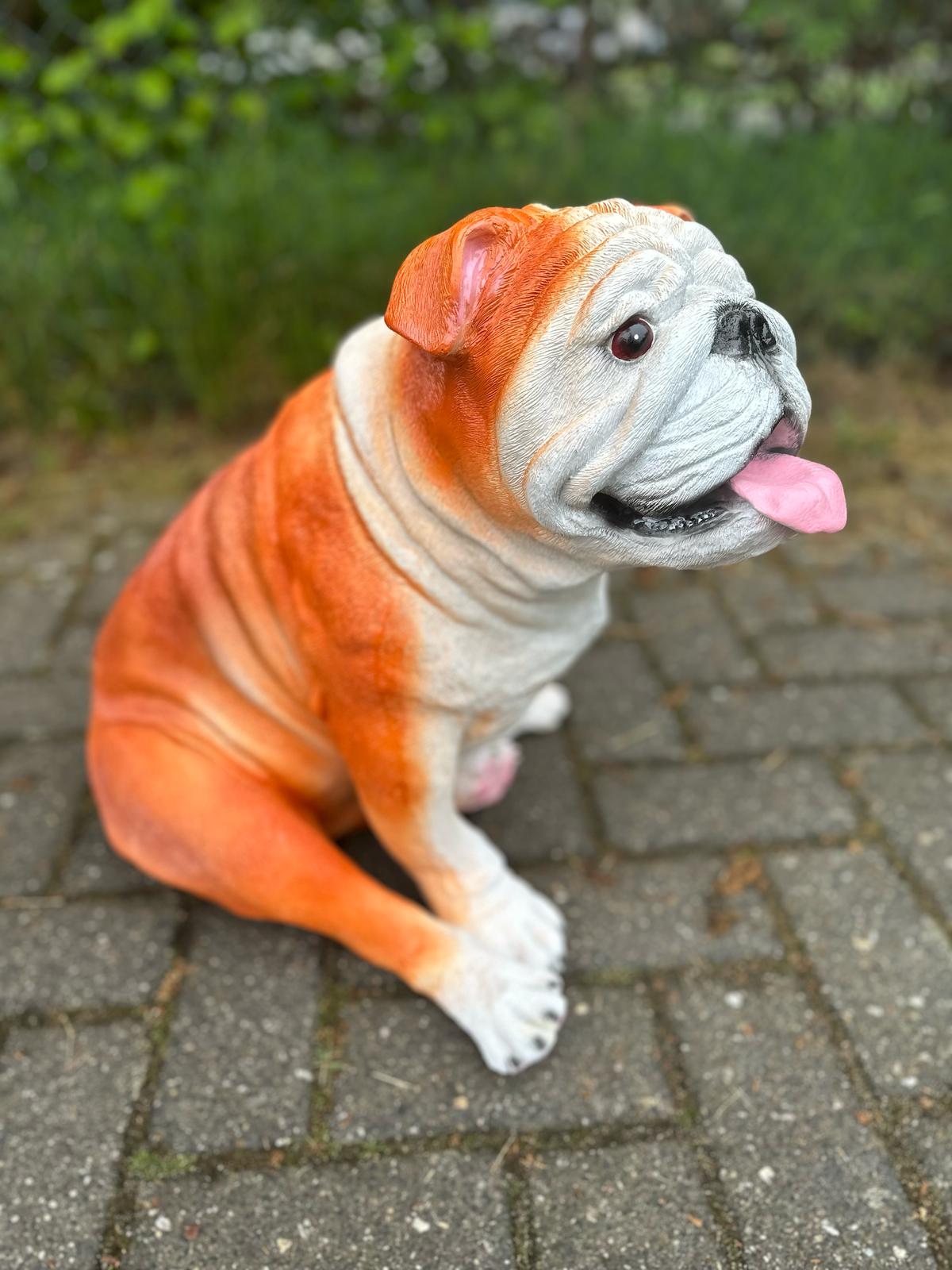 Engelse Buldog Buldog zittend (45cm hoog)