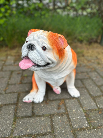 Engelse Buldog Buldog zittend (45cm hoog)