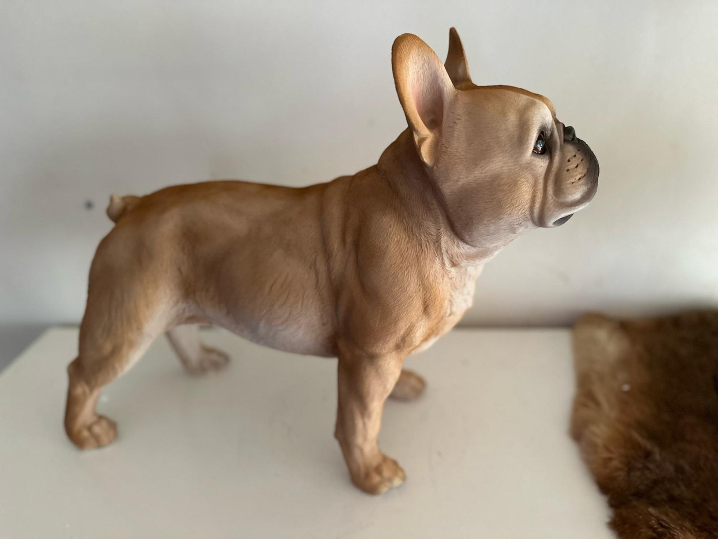 Franse Buldog - Buldog - staand - zeer mooi - Zwart