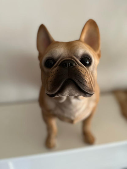 Franse Buldog - Buldog - staand - zeer mooi - Zwart