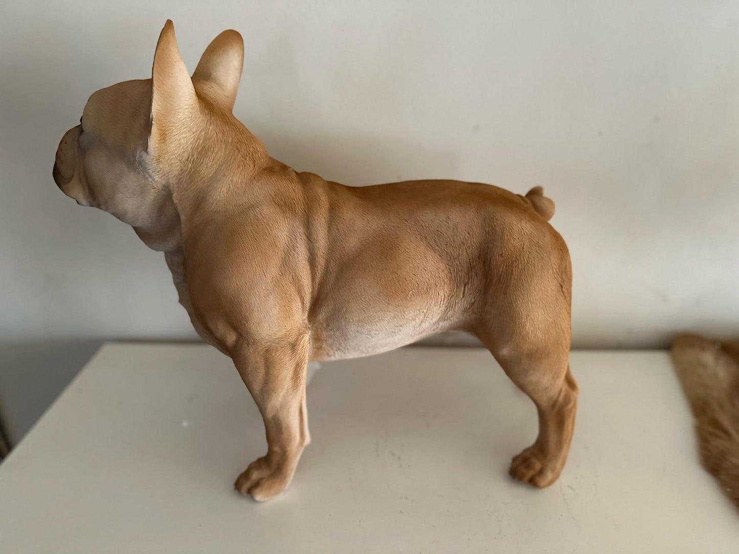 Franse Buldog - Buldog - staand - zeer mooi - Zwart