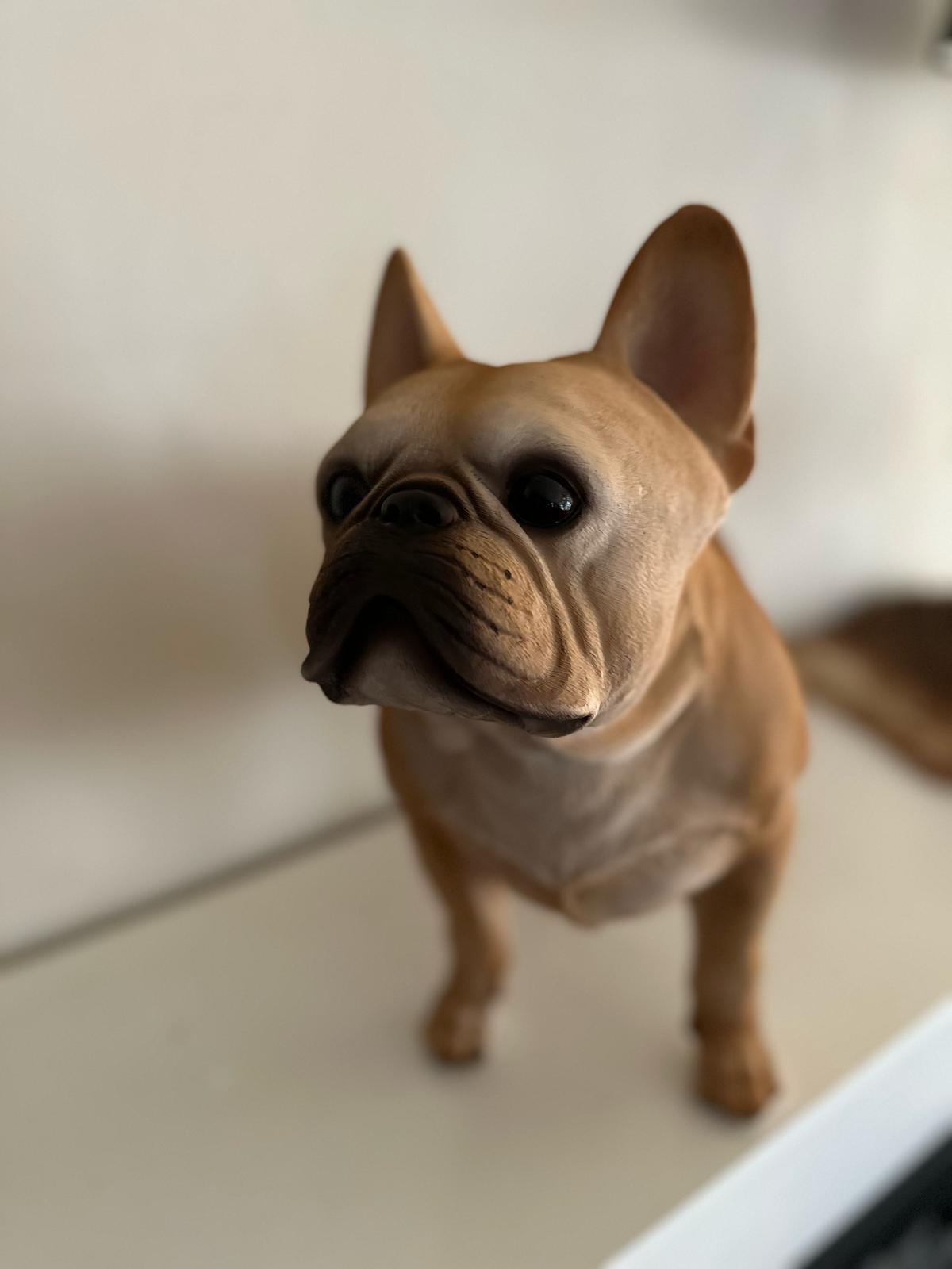 Franse Buldog - Buldog - staand - zeer mooi - Zwart