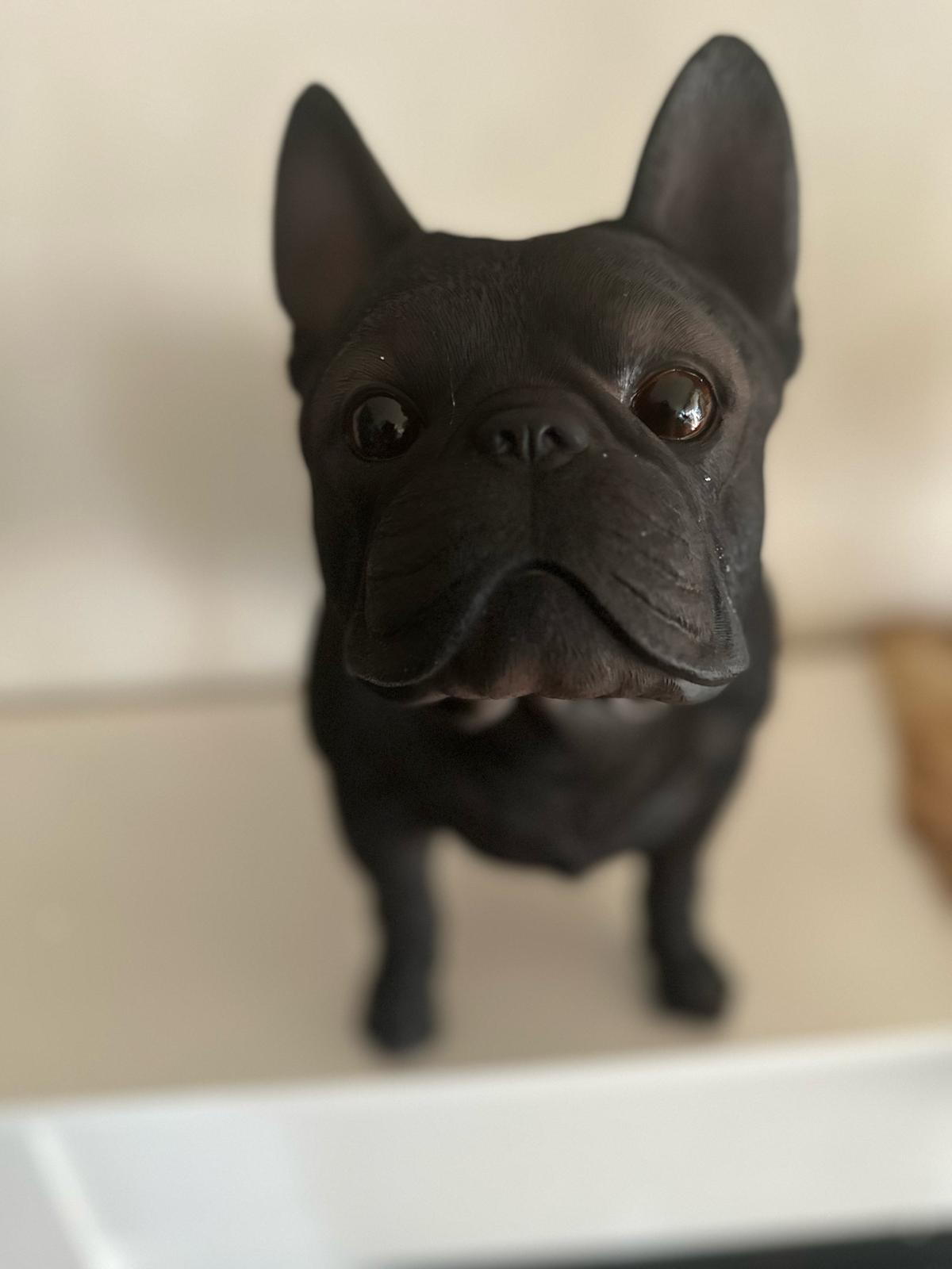 Franse Buldog - Buldog - staand - zeer mooi - Zwart