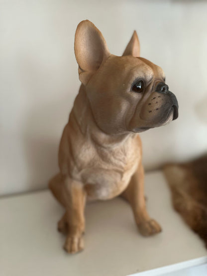 Franse Buldog - Buldog - zittend - zeer mooi