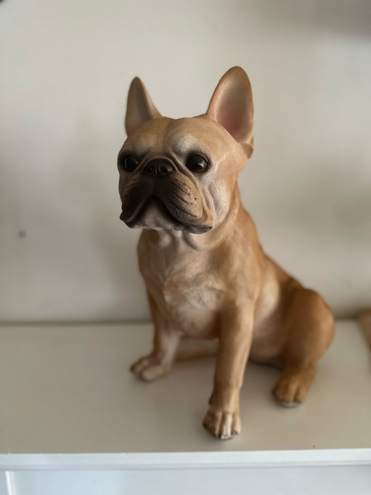 Franse Buldog - Buldog - zittend - zeer mooi