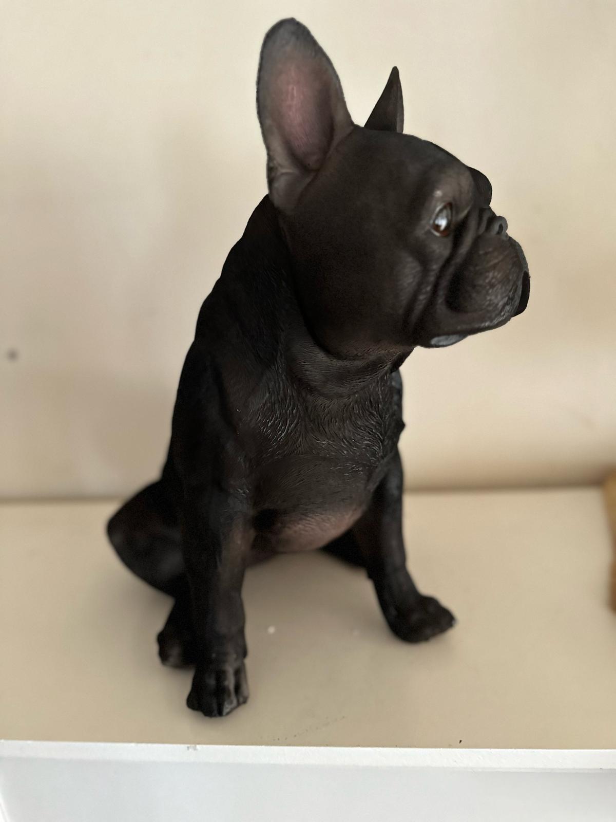 Franse Buldog - Buldog - zittend - zeer mooi