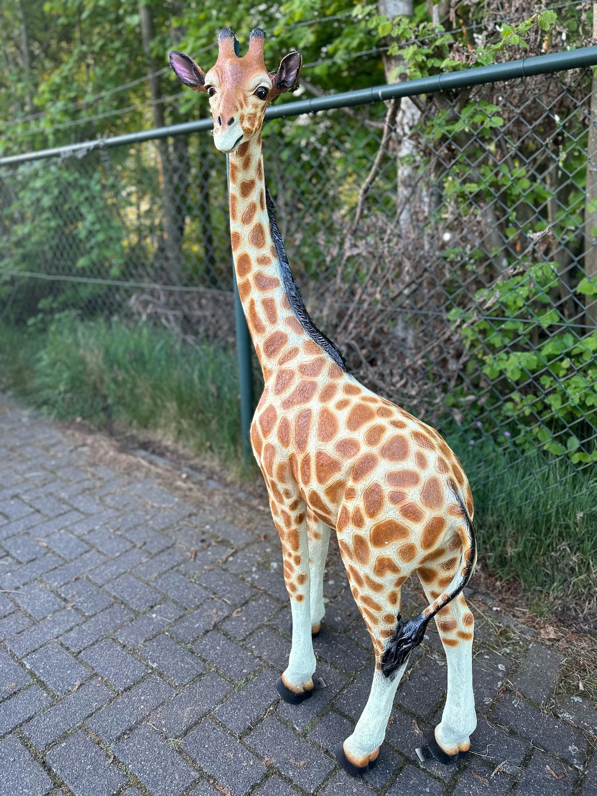 Giraf- staand - 150 cm hoog - Orginele kleur