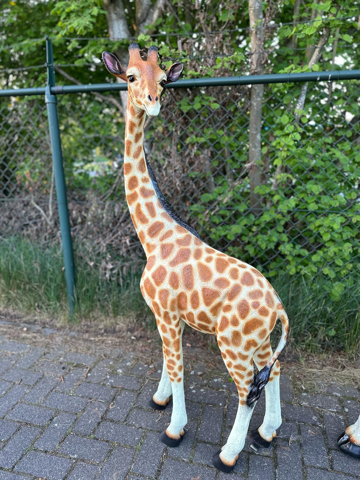 Giraf- staand - 150 cm hoog - Orginele kleur