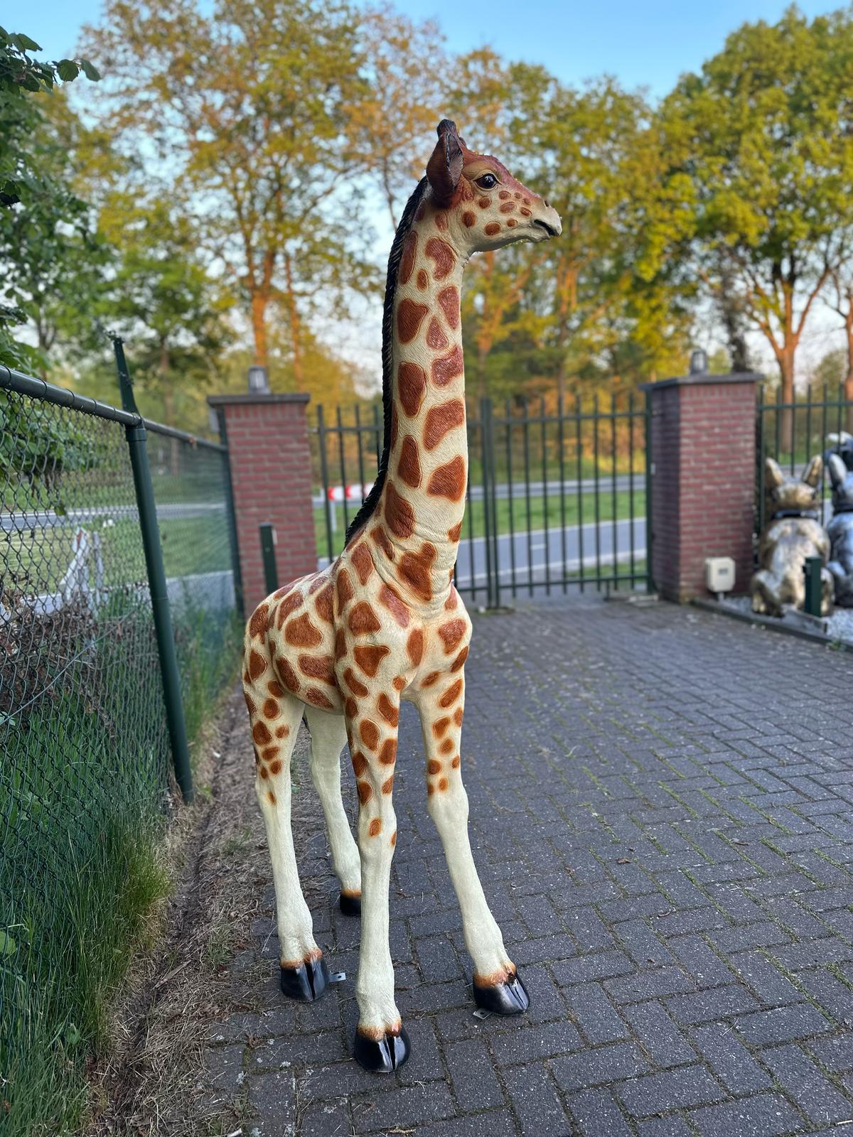 Giraf- staand - 190 cm hoog - Originele kleur