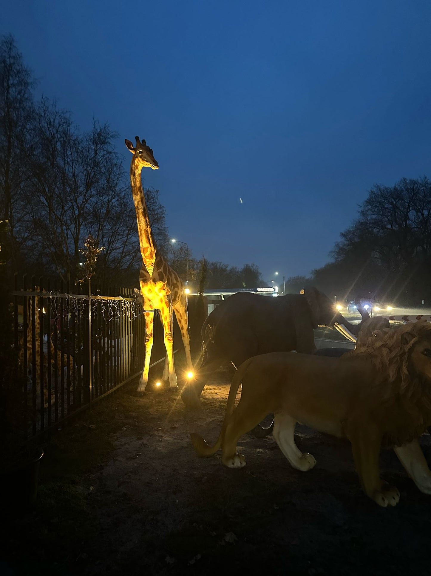 Giraf- Mega Giraf - XXXXL -430 cm hoog - originele kleur