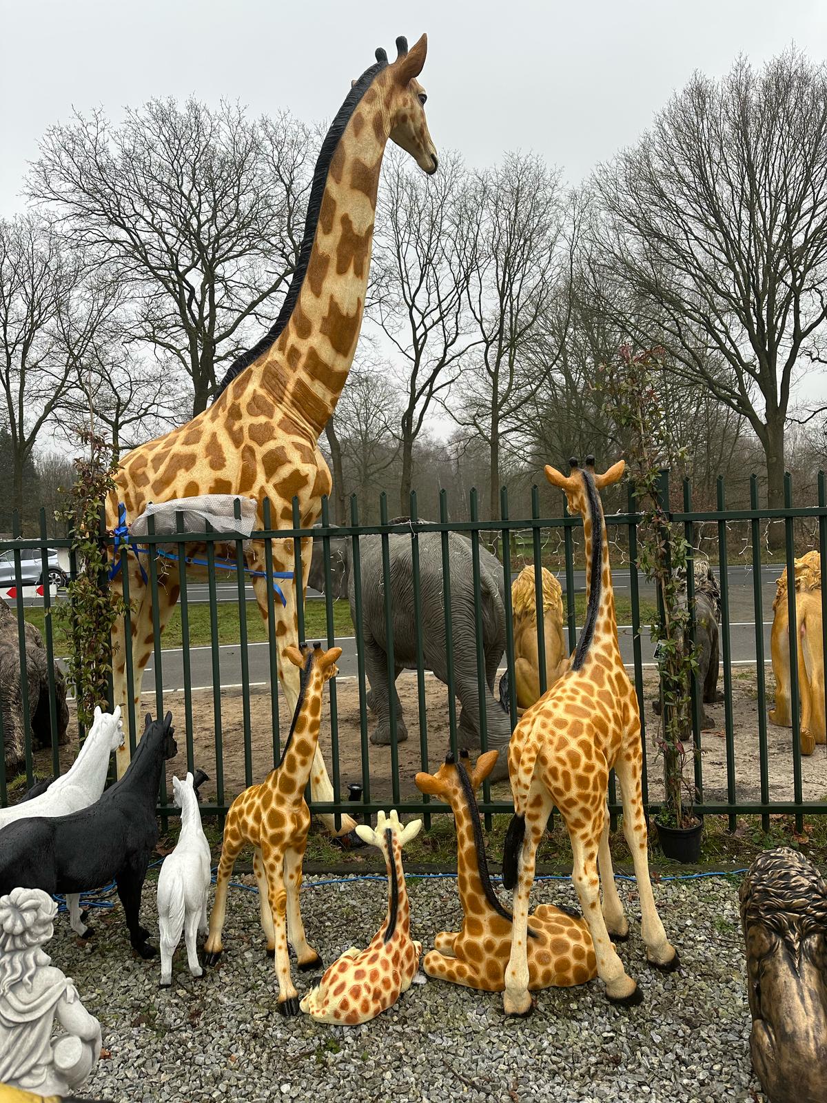 Giraf- Mega Giraf - XXXXL -430 cm hoog - originele kleur