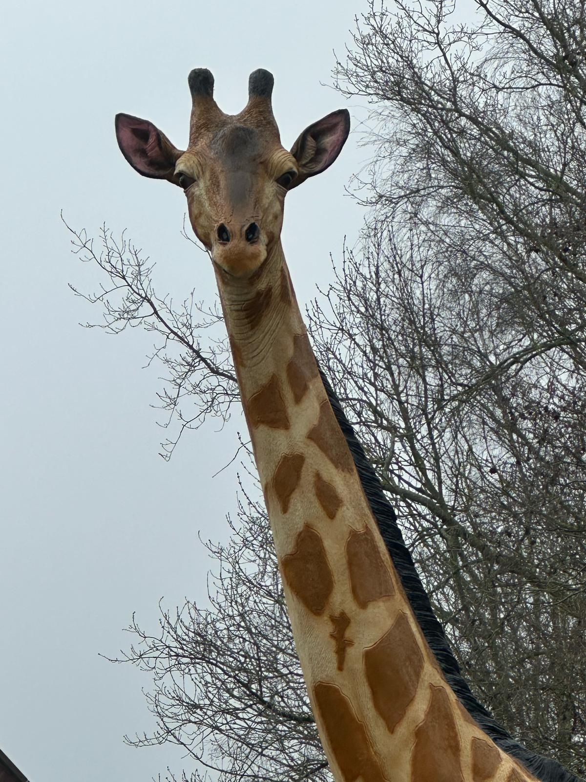 Giraf- Mega Giraf - XXXXL -430 cm hoog - originele kleur