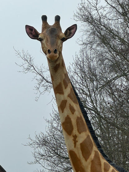 Giraf- Mega Giraf - XXXXL -430 cm hoog - originele kleur