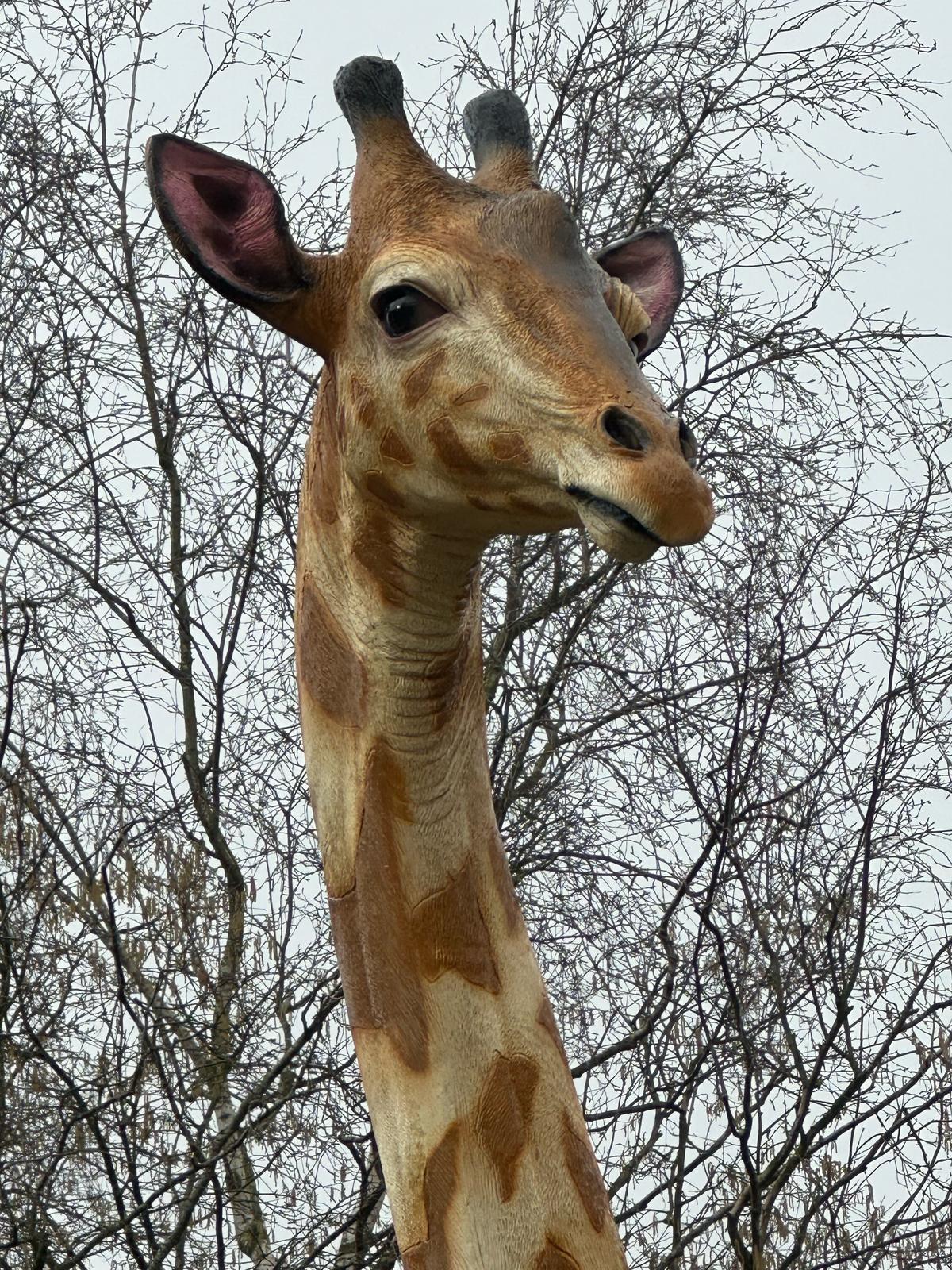 Giraf- Mega Giraf - XXXXL -430 cm hoog - originele kleur