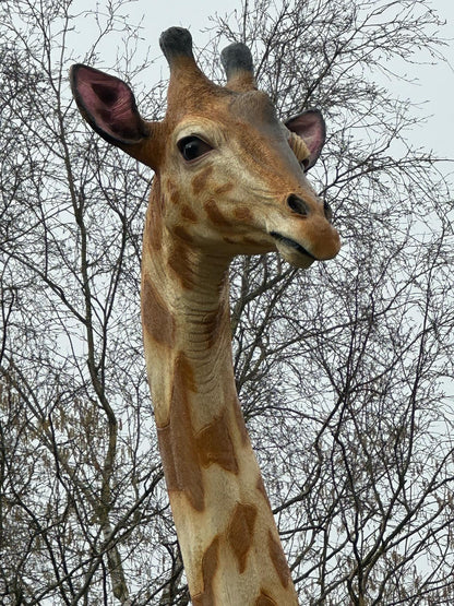 Giraf- Mega Giraf - XXXXL -430 cm hoog - originele kleur