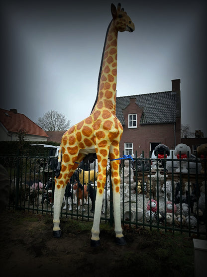Jungle dieren- Giraf- Mega Giraf - XXXXXL -530 cm hoog - originele kleur
